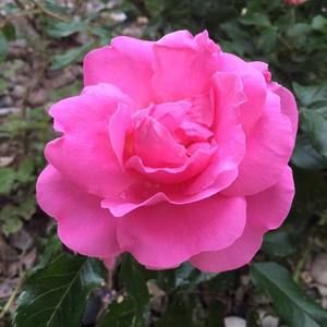 Meet your Posher, Sandy